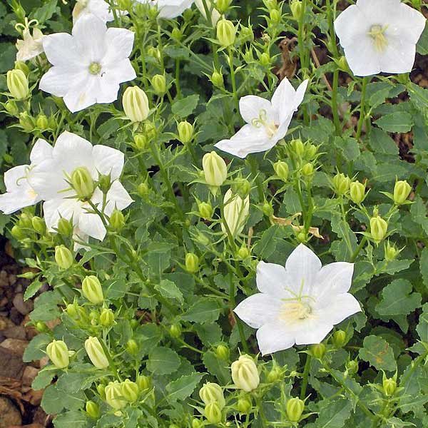 Campanula persicifolia store alba